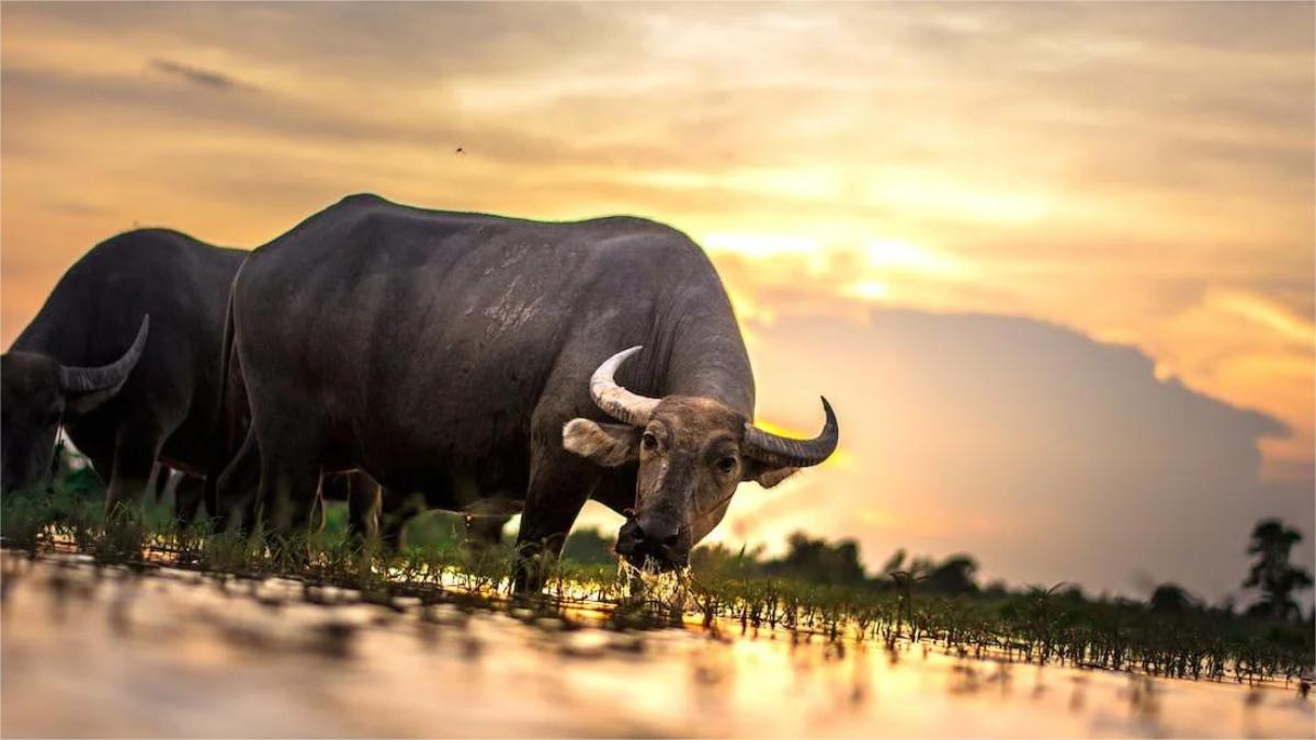 1985 tuổi con gì - Tuổi Ất Sửu 1985 hợp màu gì? 1985 tuổi con gì - Tuổi Ất Sửu 1985 hợp màu gì?