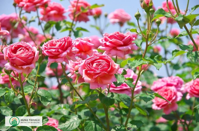 Ý nghĩa hoa hồng - Hoa hồng vàng Ý nghĩa hoa hồng - Hoa hồng vàng