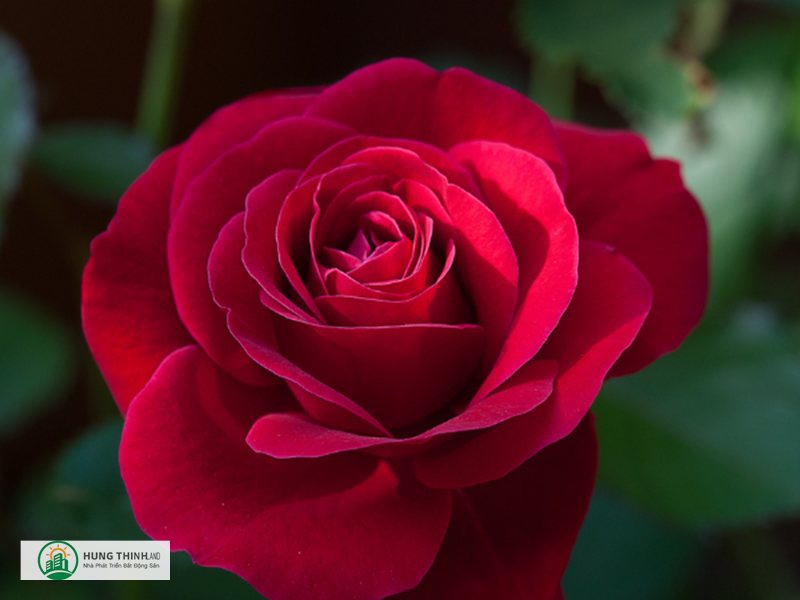 Ý nghĩa hoa hồng - Hoa hồng đen (nhuộm) Ý nghĩa hoa hồng - Hoa hồng đen (nhuộm)