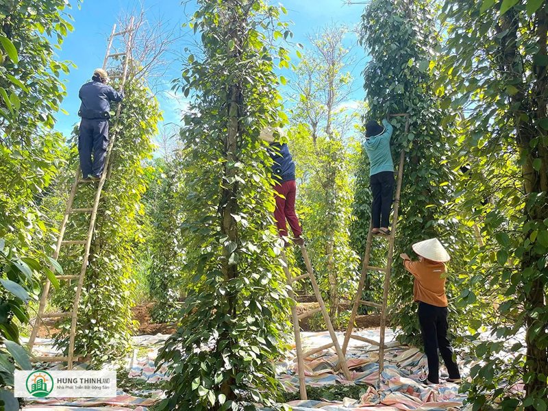 giá tiêu hôm nay - Nguồn dữ liệu nên ưu tiên giá tiêu hôm nay - Nguồn dữ liệu nên ưu tiên