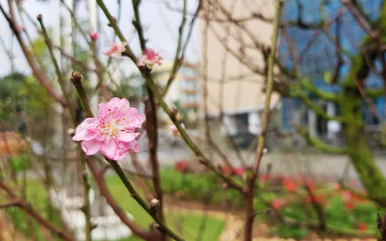 Trò chơi của google về năm Ất Tỵ - Ý tưởng và nguồn gốc