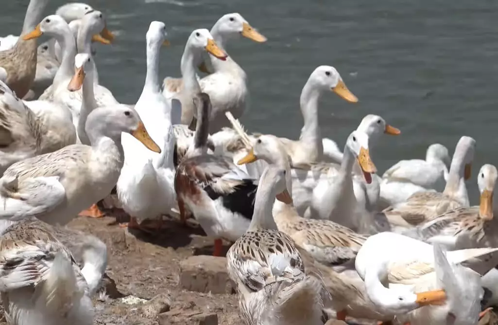 Một con vịt - Chọn thời điểm vàng và giữ buổi học thật ngắn Một con vịt - Chọn thời điểm vàng và giữ buổi học thật ngắn